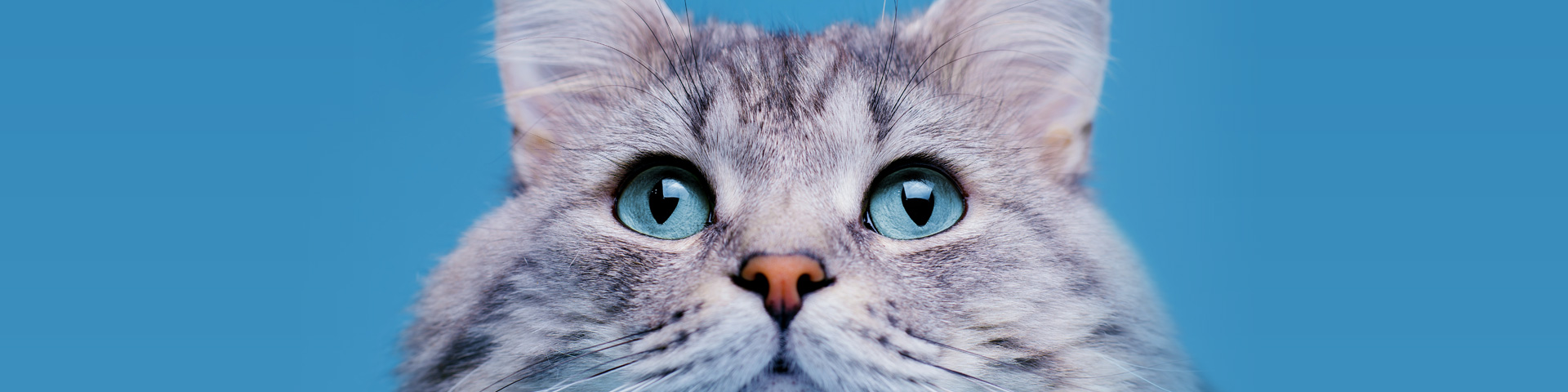 centro médico veterinário santo chico gato olhos azuis